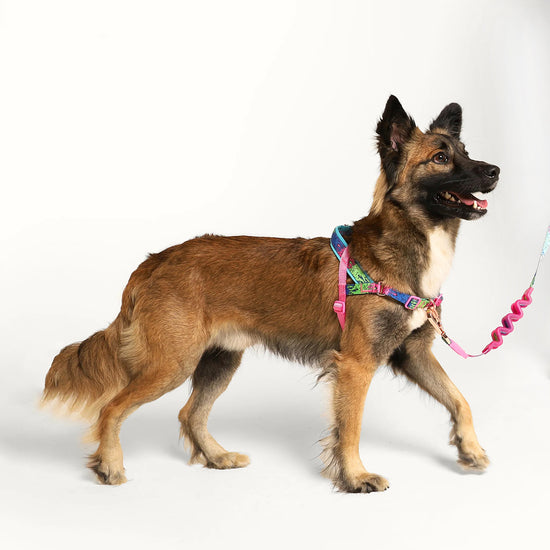 Zee Dog Melted Softer-Walk Dog Harness - Zigly