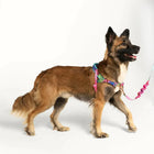 Zee Dog Melted Softer-Walk Dog Harness - Zigly
