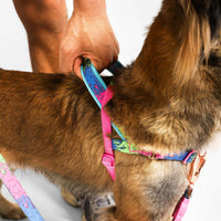 Zee Dog Melted Softer-Walk Dog Harness - Zigly