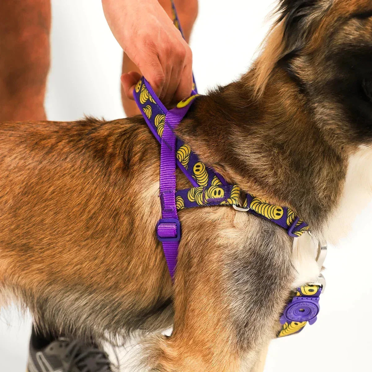 Zee Dog Zmiley Softer-Walk Dog Harness | Zigly