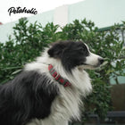 Petaholic Sports Series Dog Collar-Ocean Blue - Zigly