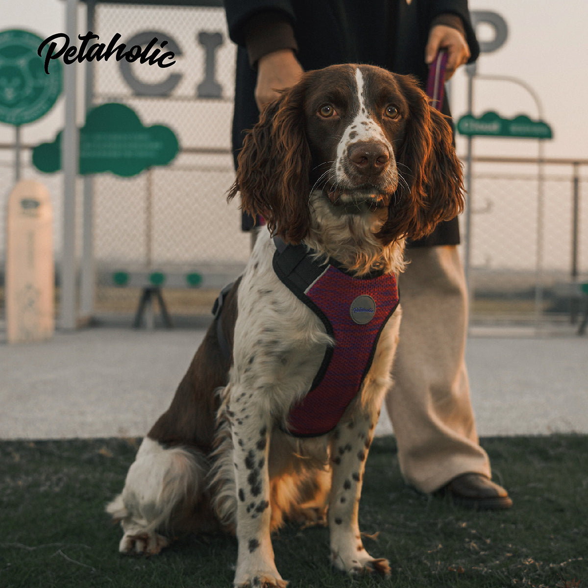 Petaholic Sports Series Dog Harness - Orange