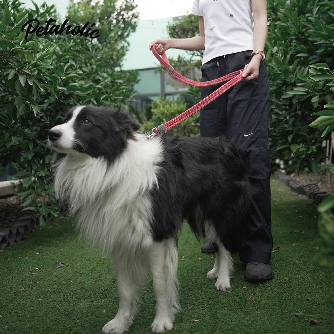 Petaholic Sports Series Dog Leash - Black