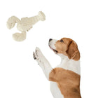 Zigly dog playing with a beige lobster-shaped chew toy on white background