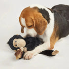 Beagle dog playing with black plush monkey toy on white background zigly