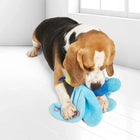 Beagle dog playing with blue plush toy on white floor near window zigly