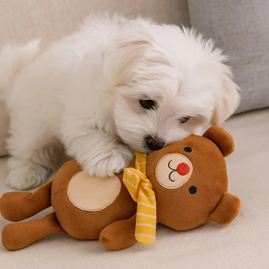 Zigly white fluffy puppy playing with brown teddy bear plush toy on beige couch