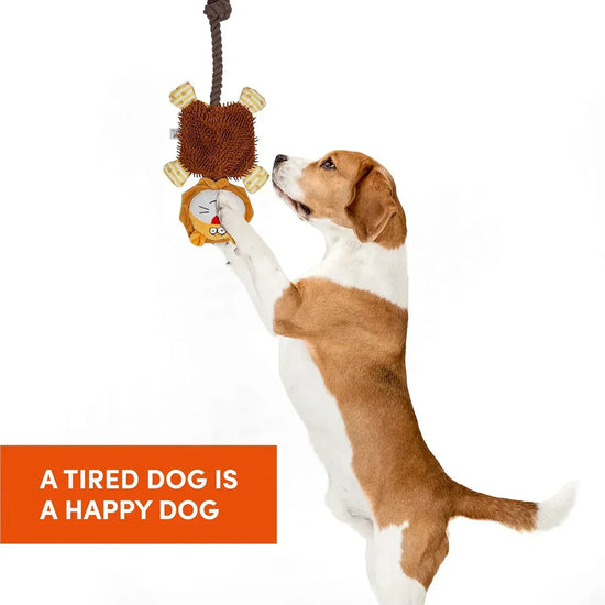 Zigly happy brown and white dog playing with hanging plush and rope toy