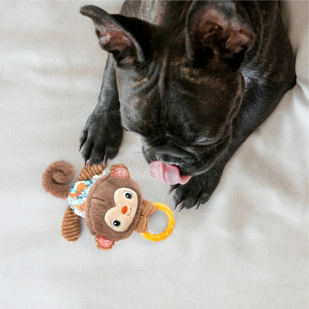 Black French bulldog licking lips next to plush monkey dog toy with yellow ring on white surface zigly