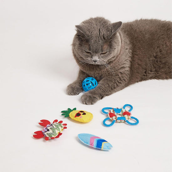 Zigly gray cat playing with blue ball and colorful cat toys on white background
