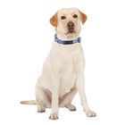 Pawpourri Blue Printed Collar For Dogs