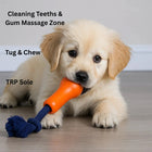 Golden retriever puppy chewing orange and blue tug toy on wooden floor with zigly
