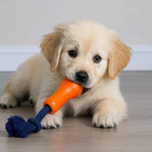 Golden retriever puppy chewing orange and blue rope toy indoors on wooden floor zigly