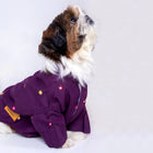 Cute small dog in a purple embroidered jacket by Zigly, pet clothing product photo