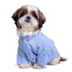 Small dog in light blue embroidered shirt, sitting, zigly pet fashion on white background