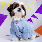 Shih Tzu dog in a light blue embroidered shirt posing indoors, zigly pet fashion