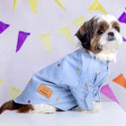 Small dog in blue shirt with zigly label, sitting against colorful party bunting background