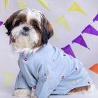 Zigly Shih Tzu dog in blue embroidered shirt with colorful flags in background