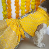 Pawgy Pets Yellow Dog Lehenga