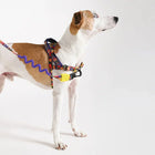 Brown and white dog wearing colorful floral harness and zigly purple leash on white background