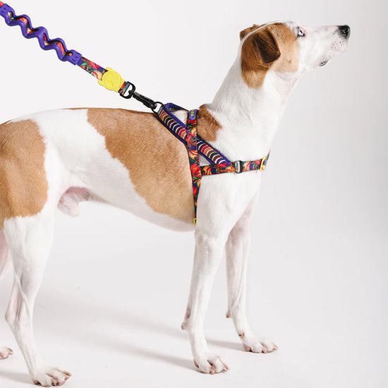 FARM Rio x Zee Dog Samba Softer-Walk Harness