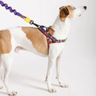 White and brown dog wearing colorful zigly harness and matching zigly zigzag leash