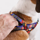 Close-up of dog wearing a colorful zigly harness with hand adjusting the Zee.Dog label