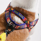 Zee.Dog colorful dog harness with tropical patterns on brown and white dog, zigly style