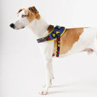Zigly stylish brown and white dog wearing colorful harness with floral leash on white background