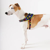 FARM Rio x Zee Dog Samba Flyharness