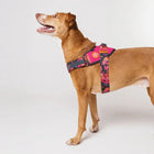 Brown dog wearing a pink floral harness with zigly design on white background