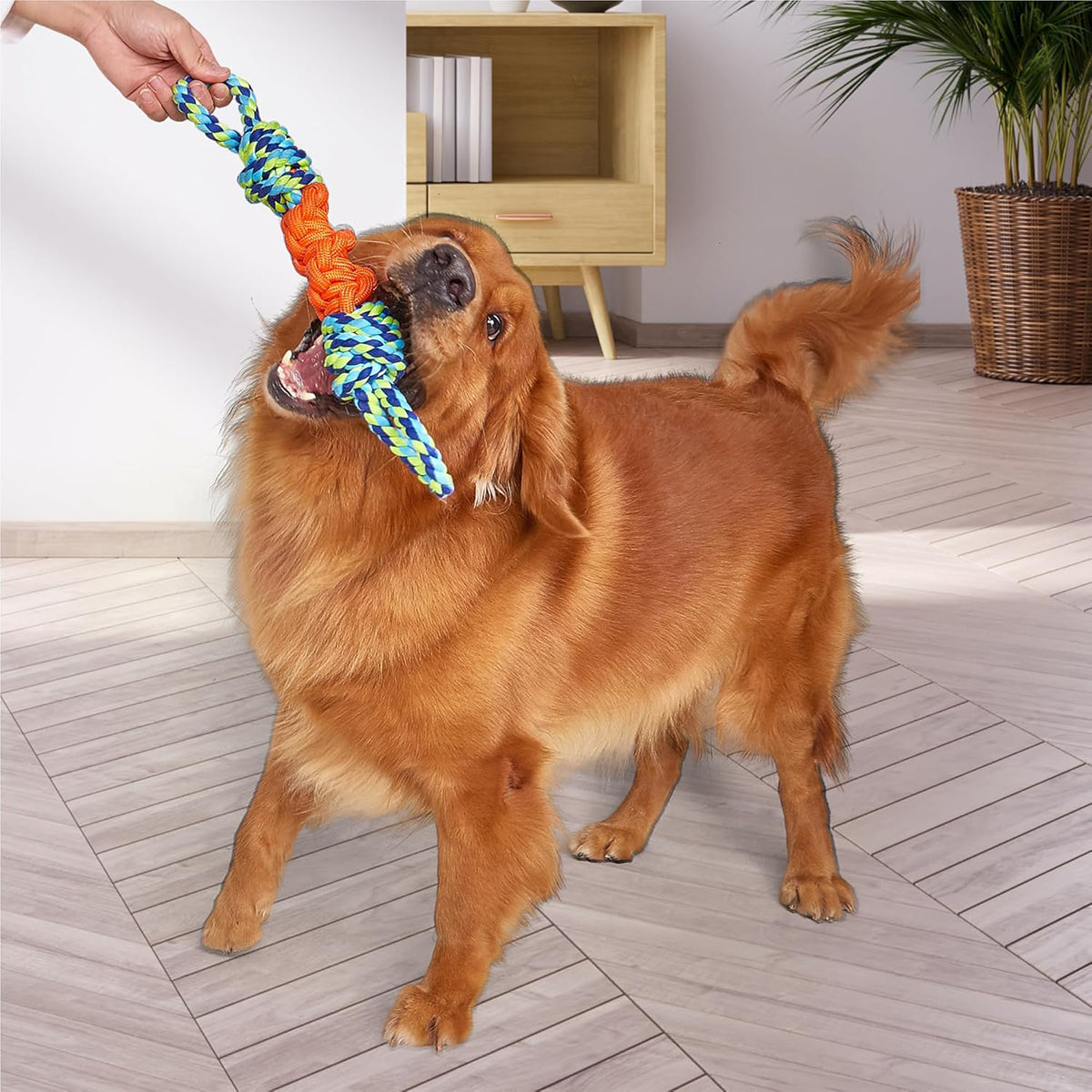 Golden retriever dog playing tug with colorful rope toy indoors with zigly style