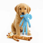 Zigly golden retriever puppy holding blue elephant plush toy with giraffe plush on white background