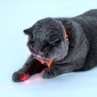 Gray cat with orange zigly collar playing with red laser light on white surface