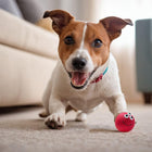Happy Jack Russell dog playing with a red smiling ball toy indoors on carpet zigly
