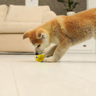Zigly Shiba Inu puppy playing indoors with a yellow smiley face toy on light wood floor