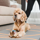 Golden retriever lying on yoga mat with zigly fitness dog toy indoors