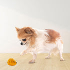 Zigly Chihuahua dog playing with yellow hedgehog toy on wooden floor