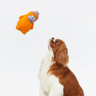 Zigly dog toy with orange character and blue face, held above attentive brown and white Cavalier King Charles Spaniel