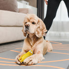 Golden Cocker Spaniel dog lying on a yoga mat holding a yellow toy, with a person exercising nearby - zigly