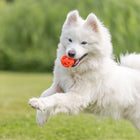 Trixie Honeycomb Ball Dog Toy Tpe  Dia 6cm Orange