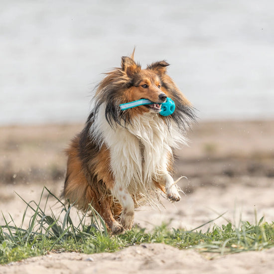 Trixie Honeycomb Ball With Rope TPR/Polyester/Rubber Dog Toy - 6 × 23 cm