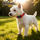 Petaholic Air Mesh Series Pet Collar - Maroon