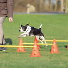 Zigly black and white dog jumping over orange agility hurdles outdoors with trainer