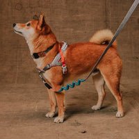 Zee Dog Reebok Suede Softer Harnesses