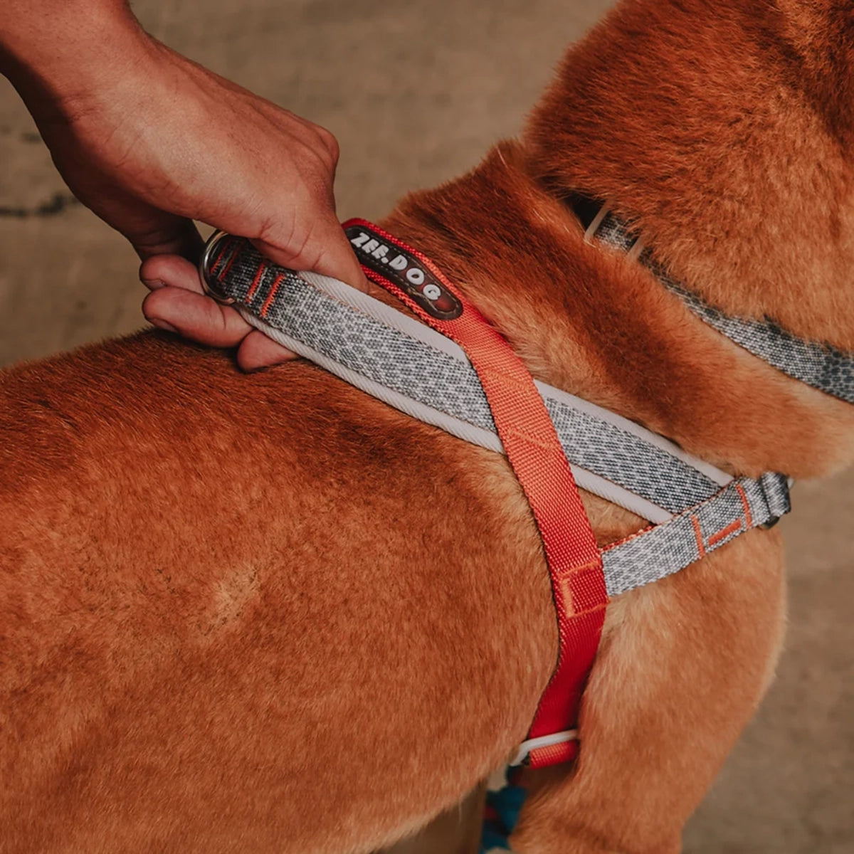 Zee Dog Reebok Suede Softer Harnesses