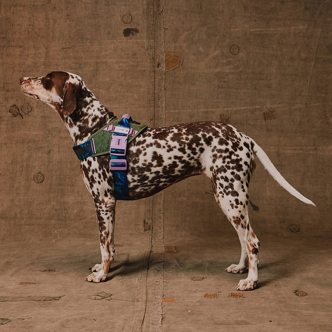 Zee Dog Reebok Trekk Fly Harness