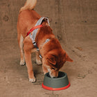 Zee Dog Reebok Suede Melamine Bowl - Small