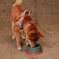 Zee Dog Reebok Suede Melamine Bowl - Small