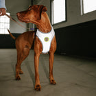 Zee Dog UFO Air Mesh Harness